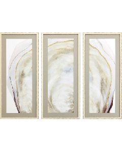 Oyster Shell S/3