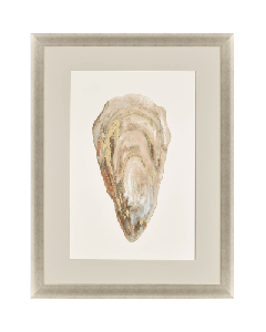 Crassostrea Virginica IV