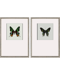 Great Butterfly I S/2