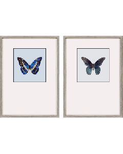 Great Butterfly II S/2