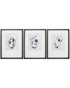 Oyster Shell Study S/3