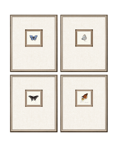 Butterfly Study I S/4