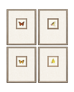 Butterfly Study II S/4